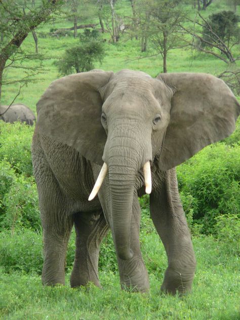 How do You Steer an Elephant? African Bush Elephant, Ivory Trade, Carnival Of The Animals, Elephant Pictures, Elephants Photos, Cage The Elephant, Baby Elephants, Stunning Nature, Indian Elephant