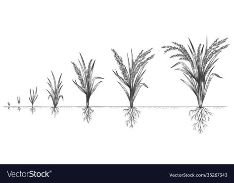 Crops Farm Drawing, Cycle Sketch, Growing Rice, Rice Crop, Growth Plant, Rice Plant, Plant Sketches, Section Drawing, Sidewalk Sign