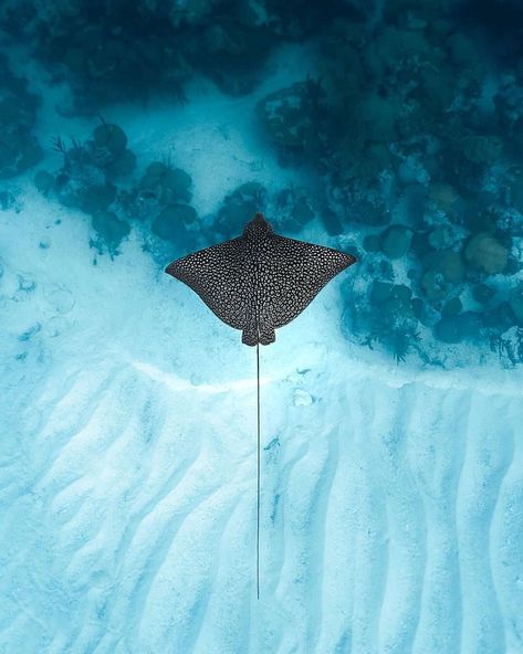 Stingray Photography, Surfer Room Decor, Spotted Stingray, Surfer Room, Spotted Eagle Ray, Eagle Ray, Sea Underwater, Beautiful Sketches, Blue Planet