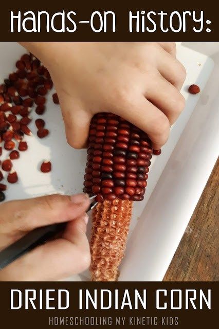 Easy Ways to Use Indian Corn in Learning Activities – Lesson Plans Plant Life Cycles, Thanksgiving Stem Activities, Busy Bins, Thanksgiving Stem, Flint Corn, Make A Bird Feeder, Life Cycles Activities, November Activities, Indian Corn