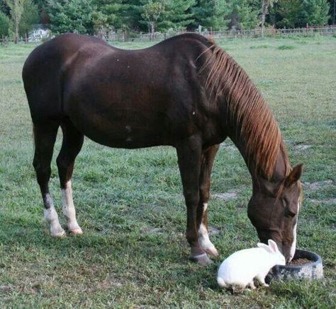 Horse with rabbit New Zealand Rabbits, Unlikely Friends, Animals Friendship, Majestic Horse, All The Pretty Horses, Pretty Horses, Cute Animal Pictures, Horse Pictures, Horse Lover