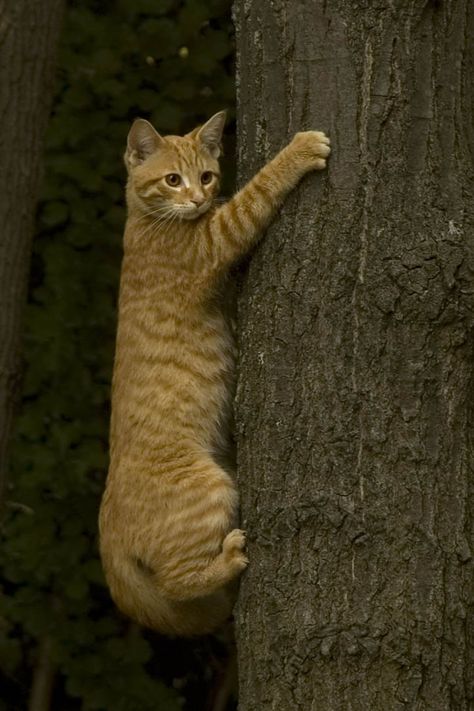 Climbing kitty Fun Facts About Cats, Cat Climbing Tree, Orange Tabby Cats, Orange Cats, Cat Climbing, Yellow Cat, Orange Tabby, Red Cat, Cat Facts