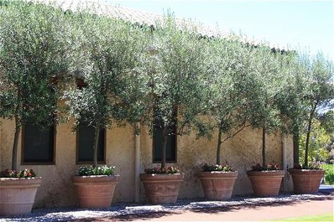 Olive Trees In Pots Front Door, Tuscan Landscape Design, Arbequina Olive Tree, Olivier En Pot, Olive Trees Garden, Potted Gardens, Potted Olive Tree, Growing Olive Trees, Patio Trees