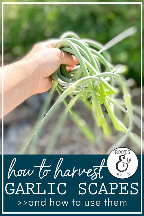 Garlic scapes are the flower stalk of the garlic bulb. Not only do you get the amazing homegrown garlic bulb, you also get scapes. And furthermore, those scapes arrive in late spring to tide you over until it’s time to harvest the bulbs. It’s a win-win! Learn how to harvest and use garlic scrapes now! Garlic Seeds Pods, Garlic Scrapes, How To Harvest Garlic, Garlic Shoots, Harvest Garlic, Garlic Harvest, Garlic Sprouts, Diy Homesteading, Garlicky Green Beans