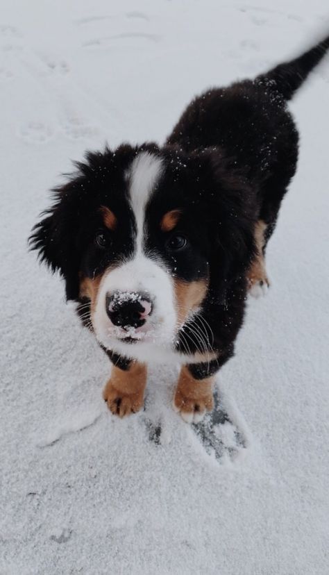 Dogs Bernese Mountain, Puppies Bernese Mountain Dog, Mountain Bernese Puppy, Bernese Australian Shepherd, Bernie’s Mountain Dog Puppy, Bernie’s Mountain Dogs, Puppy Bernese Mountain Dog, Great Bernese Mountain Dog, Bernie’s Mountain Dog