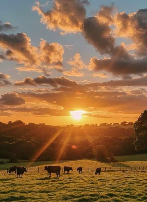 Cows And Sunsets, Cows On Field, Cows Grazing Fields, Farm Landscape Photography, Farm Fields Landscapes, Field With Cows, Moodboard Landscape, Cows In A Field, Cow Landscape