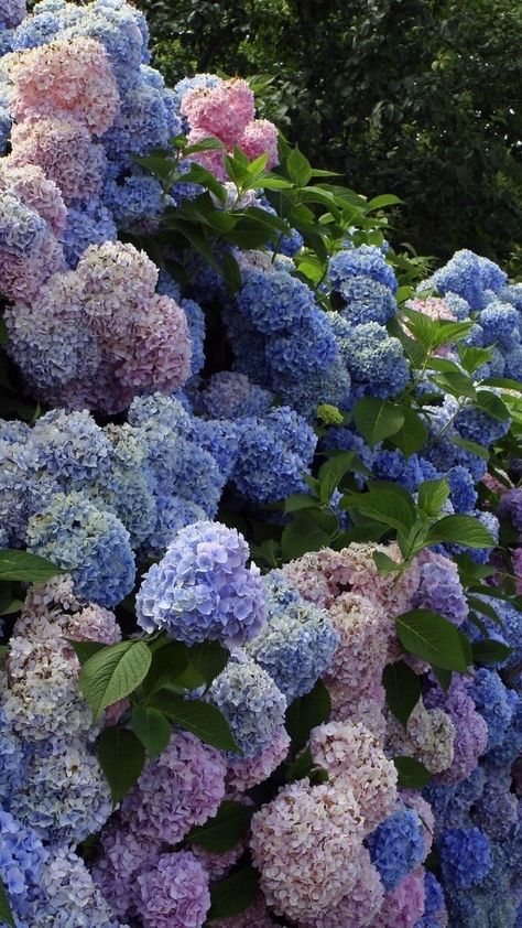 White hydrangea bouquet