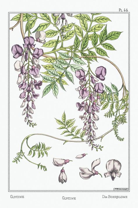 Vintage wisteria flower parts design element | premium image by rawpixel.com / Donlaya Eugene Grasset, Botanical Study, Art Nouveau Pattern, Art Nouveau Floral, Illustration Botanique, Art Nouveau Design, Scientific Illustration, Botanical Drawings, Botanical Flowers