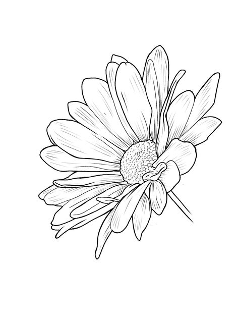 Drawing Of Chrysanthemum, Chrysanthemum Drawing Simple, Chrysanthemum Sketch, Chrysanthemum Drawing, Printable Drawings, Farm Logos, Floral Sketches, Forest Tattoo, Doodle Art Flowers