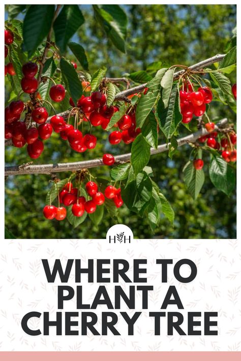 Nanking Cherry Tree, How To Grow A Cherry Tree From A Pit, Mayhaw Tree, Cherry Tree Landscaping, Growing Cherries, Planting Cherry Trees, Montana Garden, Sandy Loam Soil, Cherry Fruit Tree