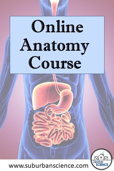 This online anatomy course is perfect for homeschoolers that have finished a high school Biology course.  Virtual labs, notes, lessons, and printable worksheets are all included for an easy to use curriculum that your homeschool student will love! High School Anatomy And Physiology, High School Science Teacher, School Biology, Middle School Science Experiments, 7th Grade Science, High School Biology, Secondary Science, Ap Biology, Science Notebooks