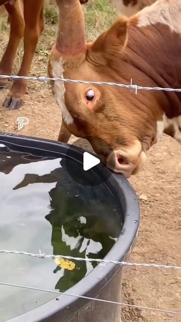 Pubity on Instagram: "There’s so much going on in this video

(Viralhog)

-
#cow #bull #farm #farmanimals #cows #pubity" Baby Inside, Farm Sanctuary, Bull Cow, Baby Cow, Beautiful Farm, Shower Tile Designs, Baby Cows, Sweet Soul, All Alone