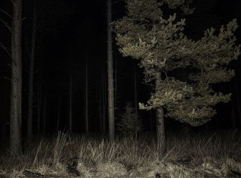 Scary Woods, The Woods, Creepy Backgrounds, Dark Forest Aesthetic, Apocalypse Aesthetic, Dark Woods, Dark Tree, Haunted Forest, Night Forest