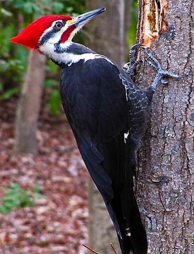 Woodpecker Art, Pileated Woodpecker, Big Backyard, Stained Glass Birds, Butterfly Pictures, Wood Bird, Backyard Birds, Forest Friends, Bird Pictures