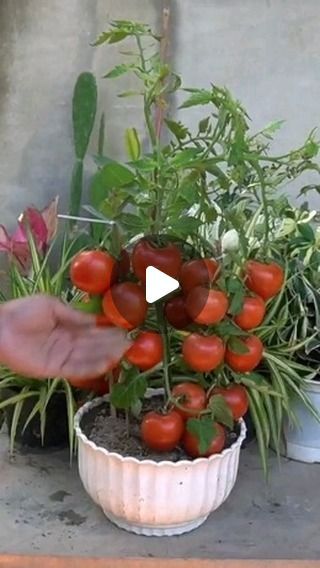 Planting Tomatoes In Pots, Tomato Plants Growing Tips, How To Plant Tomatoes, Tomato Tree, Planting Tomatoes, Growing Tomatoes Indoors, Growing Vegetables In Pots, Butterfly Heels, Gardening Vegetables