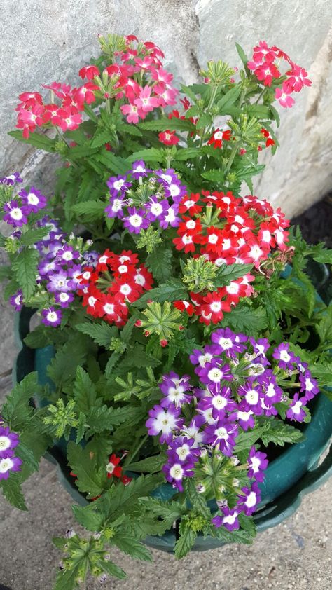 Potted Verbena/ jaf Verbena Flower, Happy Birthday Cake Images, Dusty Miller, Lemon Verbena, Cake Images, Happy Birthday Cakes, Petunias, Container Gardening, Potted Plants