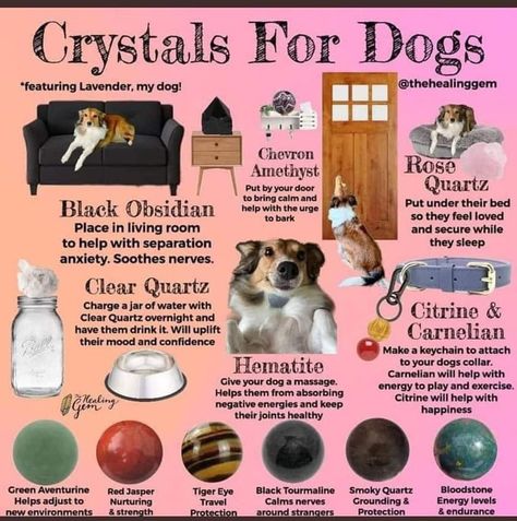 Crystals For Dogs, Pet Healing, Animal Reiki, National Dog Day, Magia Das Ervas, Healing Spells, Magical Life, Crystals Healing Properties, Dog Day