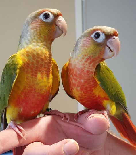 Pineapple Conure, Sun Conure, Hand Raised, Top Secret, Birdy, Pet Birds, Parrot, Birds, Green