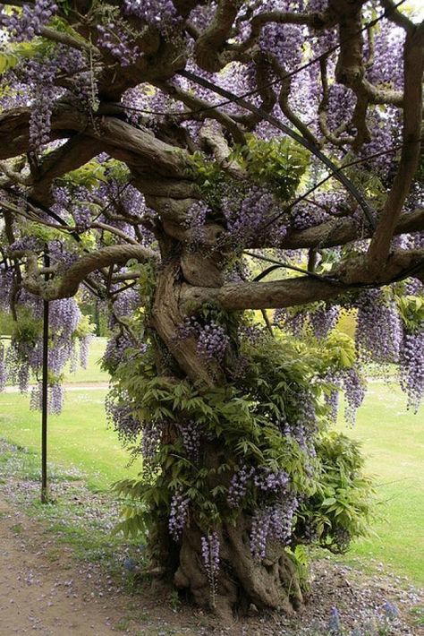 You can make your own Wisteria Tree..... Just plant wisteria at the base of a large pole, as it vines out, take the vines and wrap them around pole, up and down the pole...keep doing this as it grows and that pole with the tightly wrapped vines becomes a trunk. In a few years you will have a Wisteria tree! Wisteria Tree, Matka Natura, Belle Nature, Unique Trees, Tree Hugger, Nature Tree, Alam Yang Indah, Fotografi Potret, Beautiful Tree