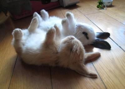 Afternoon stretching....... Bunny Yoga, Slaap Lekker, Bunny Art, Animal Photos, Baby Bunnies, Cute Animal Pictures, Funny Animal Pictures, Baby Ideas, 귀여운 동물