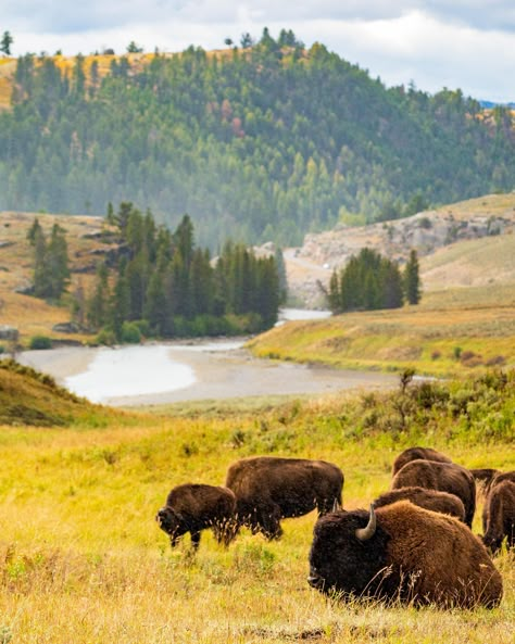 Bison in Lamar Valley Yellowstone National Park [OC] #animals #nature #photography Yellowstone National Park Photography, Yellowstone Photography, Yellowstone National Park Vacation, Lamar Valley, Yellowstone Trip, National Parks Photography, Yellowstone Park, American Bison, National Park Vacation