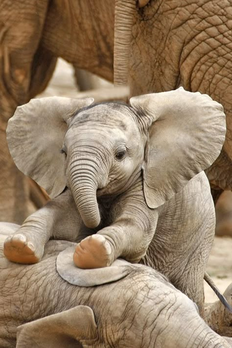 Elephant Photography, Elephants Photos, Elephant Pictures, Baby Elephants, Elephant Lover, Elephant Love, African Elephant, Cute Elephant