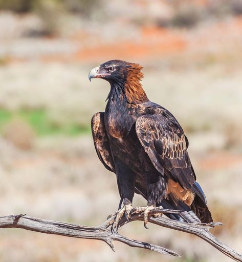 Australian Eagle Tattoo, Aesthetic Eagle, Eagle Aesthetic, Types Of Eagles, Zoo Tycoon, Wedge Tailed Eagle, Australian Fauna, Raptors Bird, Eagle Drawing