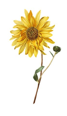 Sun Flower, Flower, Plant, Blossom Drawing Botanicals, Botanical Sunflower, Sunflower Art Print, Yellow Flower Print, Sunflower Drawing, Sunflowers And Daisies, Wall Art Photo, Sunflower Wall Art, Botanical Art Prints