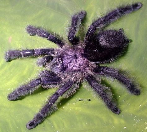 Avicularia Purpurea -- Purple Pinktoe Tarantula (Wanted List) Pinktoe Tarantula, Beautiful Spiders, Scary Spiders, Pet Tarantula, Arachnids Spiders, Spider Species, Wolf Spider, Pet Spider, Cool Bugs