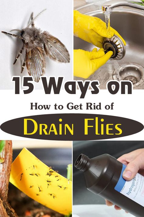 How To Get Rid Of Knats In The Sink, Getting Rid Of Drain Flies, How To Get Rid Of Nats In The Drain, How To Get Rid Of Nets Flies In House, Drain Gnats Get Rid Of, Drain Gnats How To Get Rid Of, Fruit Flys How To Get Rid Of In Drain, Knats Killer Diy Drain, How To Get Rid Of Drain Flies In House