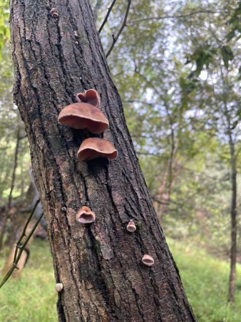 #mushrooms #fungi #woodear Woodear Mushrooms, Mushroom Recipes, Stuffed Mushrooms, Wood