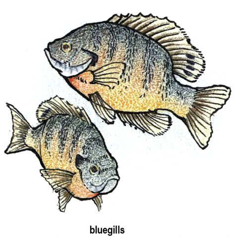 Bluegill Tattoo, Blue Gill Fish, Bluegill Fish, Fish Paintings, Tattoos Pinterest, Image Of Fish, Toy Chests, American Birds, Fish Clipart