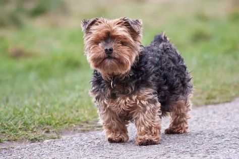 11 Breeds Of Puppies That Don't Grow Big (with Photos!) - Oodle Life Yorkie Full Grown, Yorkie Breeders, Puppy Development, Seven Pounds, Yorkie Puppy For Sale, Terrier Breeds, Yorkie Dogs, Yorkie Puppy, Older Dogs