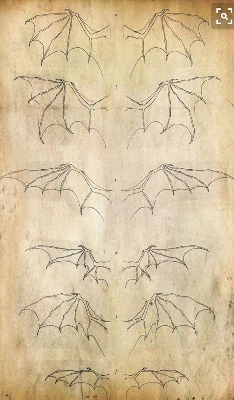 Dragon Anatomy, Wings Drawing, Výtvarné Reference, Dragon Sketch, Dragon Wings, Dragon Drawing, Dragon Art, Httyd, Creature Design