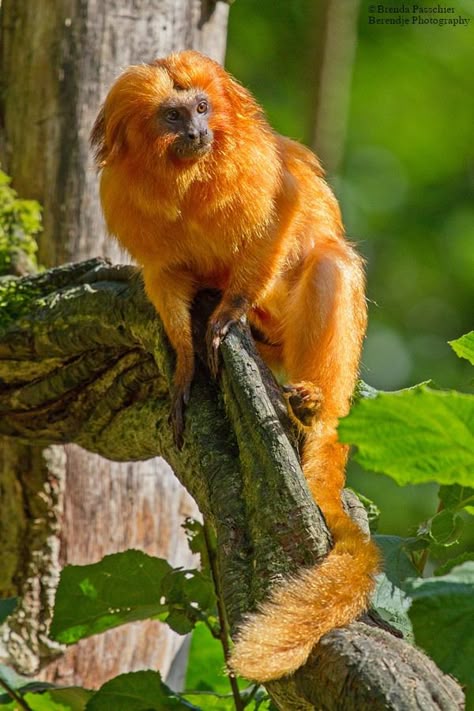 Golden Lion Tamarin | Apenheul | by Brenda Passchier Golden Tamarin Monkey, Golden Tamarin, Golden Lion Tamarin, Arte Jazz, Monkey Pictures, Unusual Animals, Monkeys Funny, Rare Animals, Majestic Animals