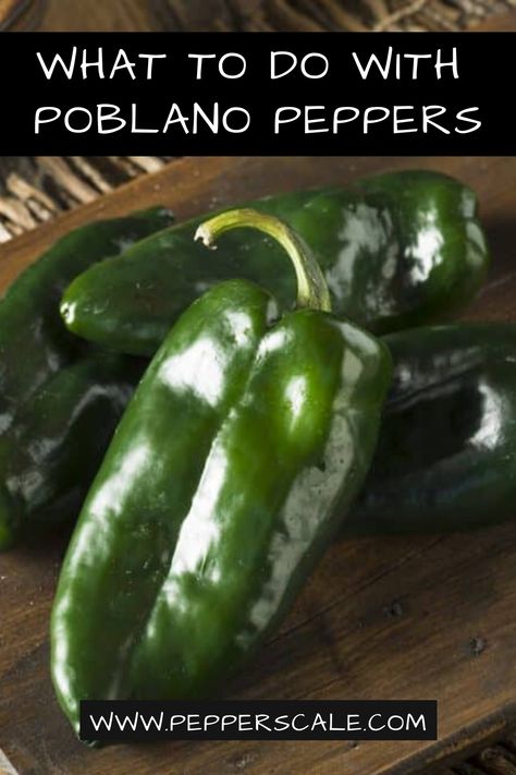 How To Use Poblano Peppers - I share tons of ways to use up these colorful green peppers. If you have a few extra ones on hand, or consider buying a few peppers at the store. Consider the Poblano. It is versatile, loaded with flavor, and will make your recipes stand out! #poblano #pepper #recipe #howtouse #guide #recipes #food #ideas How To Preserve Poblano Peppers, Pablano Pepper Recipe, Poblano Recipes, Ground Beef Breakfast, Poblano Peppers Recipes, Roasted Poblano Peppers, Poblano Pepper, Pepper Recipes, Cooking Meals