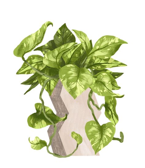 Golden Pothos Pothos Illustration, Pothos Drawing, Golden Pathos, Pothos Plant Care, Tattoos 2023, Plant Drawings, Tree Cartoon, Plant Care Guide, Plant Icon