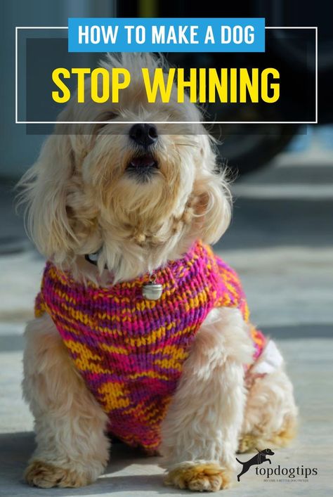 Puppy Whining, Dog Tricks Easy, Dog Whining, Pet Remedies, Stop Whining, Dog Advice, Dog Wine, Dog Behavior Problems, House Training Dogs