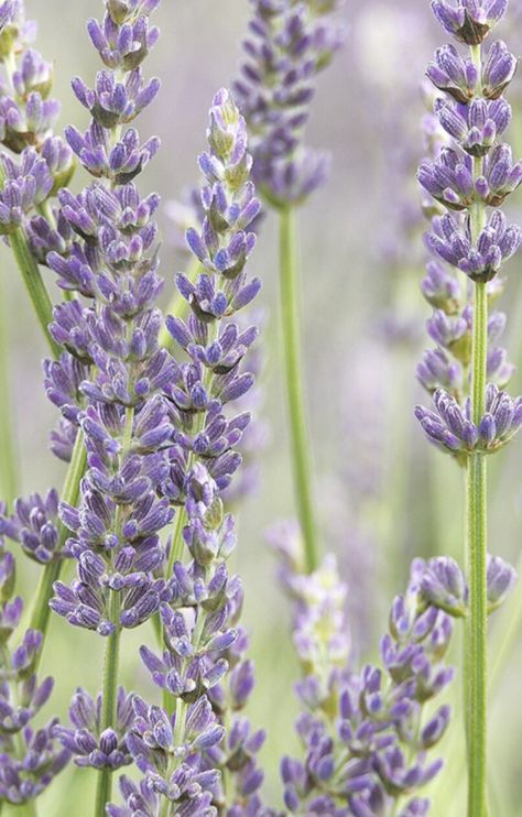 Beautiful exception phenomenal lavender  Very fragrent. This is the best addition to any garden. approx 30 seeds per pack. Perennial Lavender Plant Aesthetic, Lavendar Plant, Phenomenal Lavender, Lavender Tree, Lavender Provence, Lavender Painting, 19th Bday, Plant Palette, Tattoo Realism