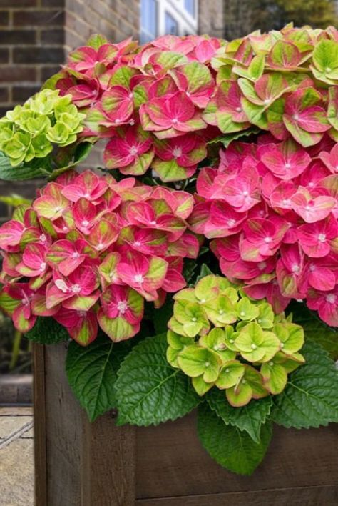 20 Most Stunning and Uncommon Hydrangea Varieties Strawberry Hydrangea, Hydrangea Arborescens Annabelle, French Hydrangea, Hydrangea Petiolaris, Hydrangea Serrata, Annabelle Hydrangea, Hydrangea Varieties, Types Of Hydrangeas, Bigleaf Hydrangea