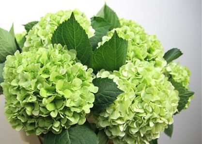 Mini Green Hydrangea, Bridal Bouquet Hydrangea, Hydrangea Green, Bouquet Hydrangea, Hydrangea Bridal Bouquet, Halloween Chic, Ecuadorian Roses, Floral Calendar, Colour Flowers