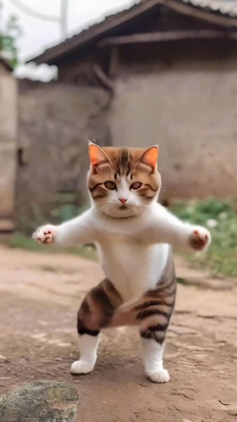 Funny Cat Dance, Funny Animal Clips, Cat Dance, Dancing Animals, Funny Animals With Captions, Cute Dogs Images, Animal Humour, Image Chat, Dancing Cat