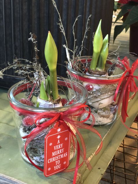 Amarilis Deko Im Glas, Amaryllis Arrangement Christmas, Amaryllis Arrangement, Amaryllis Christmas, Present Wrapping, Garden Shop, Flower Boxes, White Christmas, Flower Shop