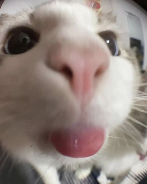 White Cat, A Cat, Close Up, White