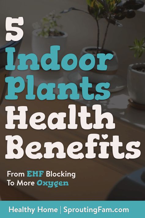 Benefits Of Having Plants In Your Home, Best Plants To Have In Your Home, Benefits Of Indoor Plants, Natural Decongestant, Plant Jungle, Calming Environment, Remove Mold, Plant Study, Natural Farming