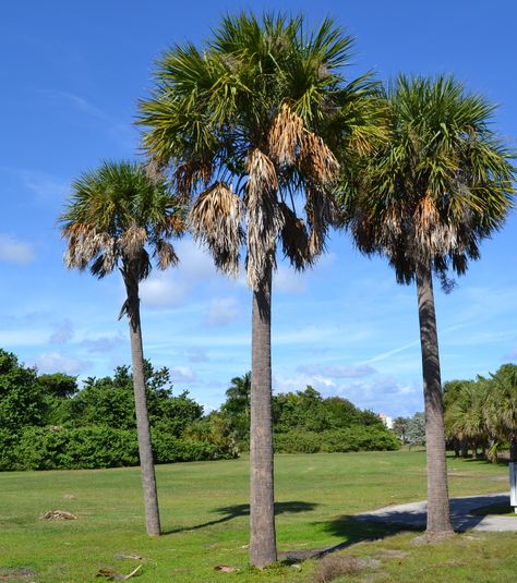 Sabal Palm is the state tree of Florida, found throughout the Sunshine state. Description from southfloridatrees.org. I searched for this on bing.com/images Sabal Palm, Maple Tree Seeds, Florida Trees, Monterey Cypress, Christmas Palm Tree, Red Maple Tree, Tattoo Plant, Tree Seeds, Landscaping Plants