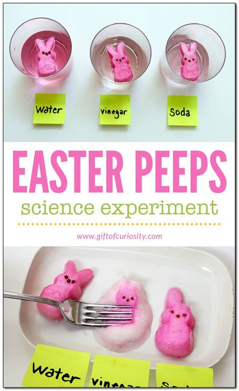 Easter Peeps science experiment! A sweet activity for kids this spring! Great for Easter too! Peeps Experiment, Peeps Science Experiment, Easter Science Experiments, Easter Science, Science Activity For Kids, Easter Lessons, Easter Preschool, Easter Activities For Kids, Science Activity