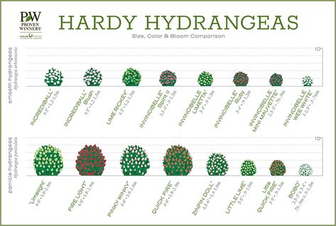 Bobo Hydrangea, Incrediball Hydrangea, Hardy Hydrangea, Lime Rickey, Hydrangea Landscaping, Types Of Hydrangeas, Smooth Hydrangea, Limelight Hydrangea, Panicle Hydrangea