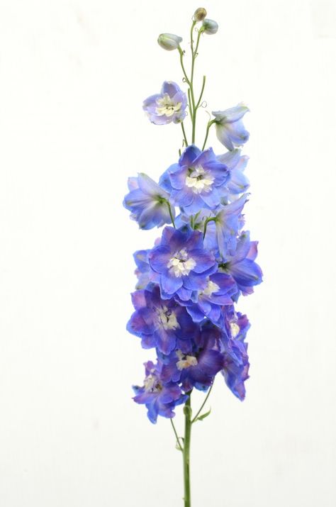 Delphium Flower, Delphinium Flower Aesthetic, Flower With Blue Background, Delphinium Purple, Delphinium Garden, Delphinium Tattoo, Delphinium Bouquet, Purple Delphinium, Flower White Background