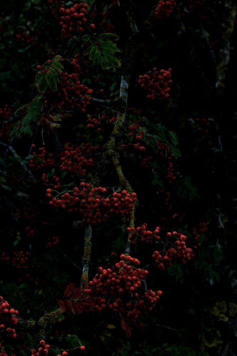 Burgundy Aesthetic, Pictures Of Animals, Dark Christmas, Dark Flowers, Dark Cottagecore, Hades And Persephone, Greek Myths, Photo On Wood, Red Aesthetic